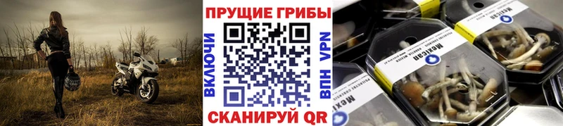 Купить  Красноуфимск  Псилоцибиновые грибы Cubensis 